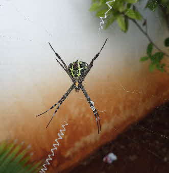 Indien Spinnen